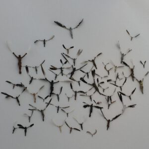Vlucht (2012) (160 corpora en veren)