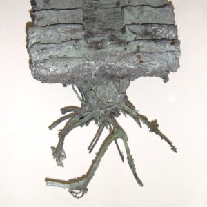 Trapvormige wortelgroei