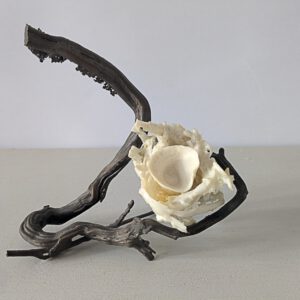 Exoot, brons, porselein